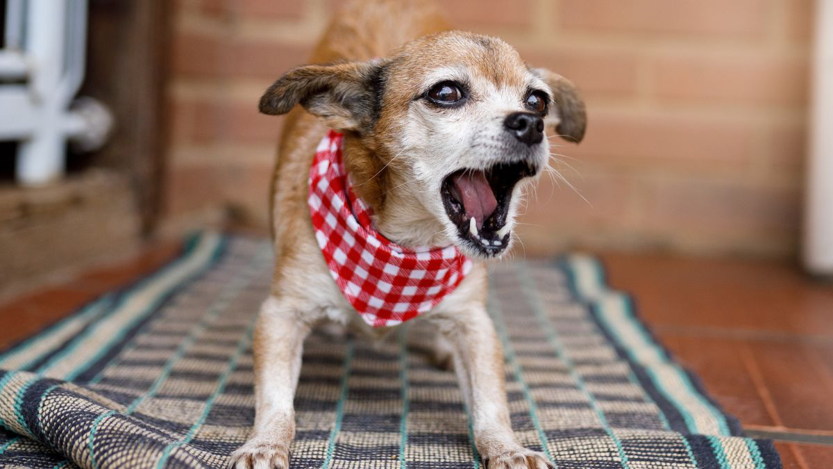 7-penyebab-anjing-menggonggong-terus-menerus-klikdokter